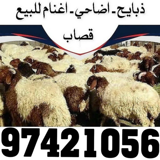 ذبايح للبيع مع قصاب - بالكويت 97421056 - ذبايح للبيع - بيع ذبايح - توصيل ذبايح - قصاب - بيع اضاحي - بيع اغنام - بيع ذبايح الكويت 1 ذبايح للبيع مع قصاب - بالكويت 97421056 - ذبايح للبيع - بيع ذبايح - توصيل ذبايح - قصاب - بيع اضاحي - بيع اغنام - بيع ذبايح الكويت